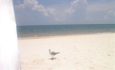 cancun beaches bird