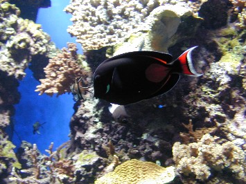 Achilles tang