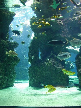 reef lagoon