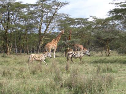 Giraffe and zebra