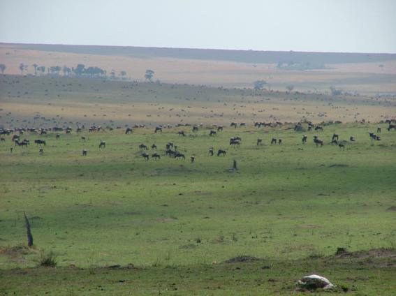 Wildebeest