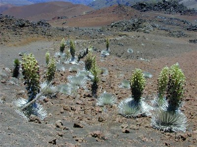 Haleakala silversword